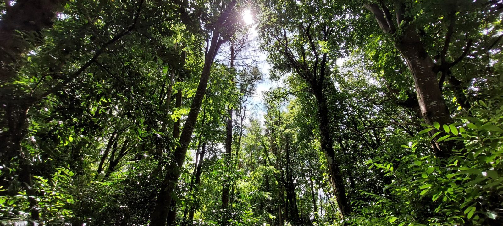 Vista del dosel de un bosque desde el interior